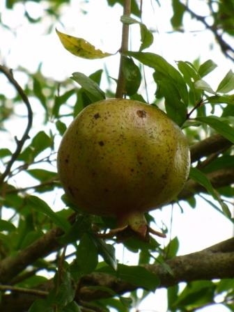 Grenada Pomegranate,Punica granatum 'Granada', copyright � almostedenplants.com